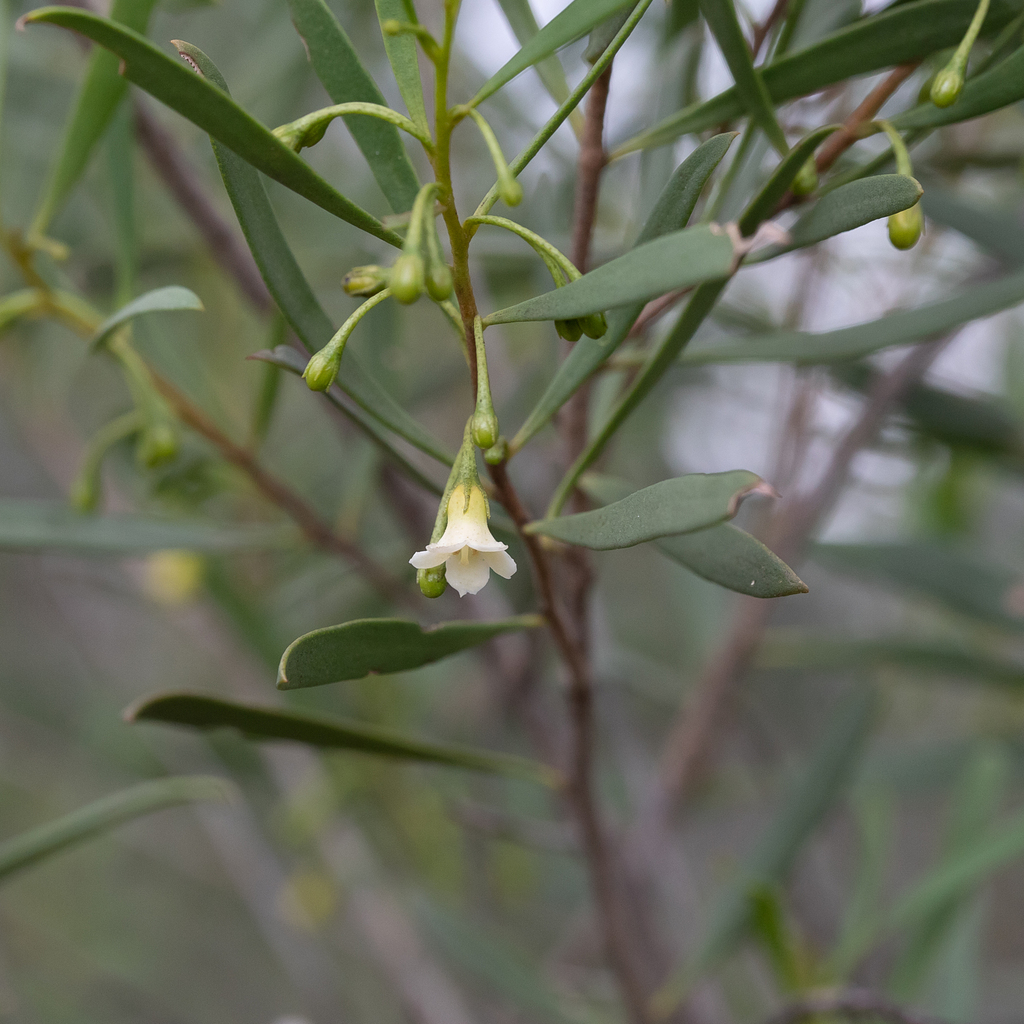 Turkeybush