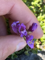 Penstemon davidsonii davidsonii