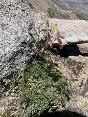 Aquilegia pubescens