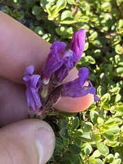 Penstemon davidsonii davidsonii