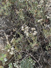 Eriogonum plumatella