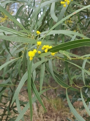 Acacia macradenia