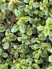 Penstemon davidsonii davidsonii