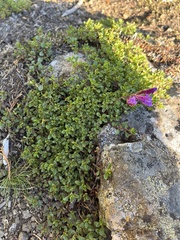Penstemon davidsonii davidsonii