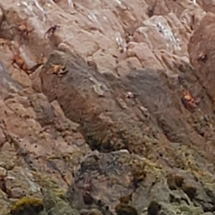 Grapsus grapsus