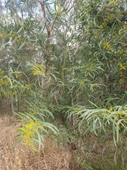 Acacia macradenia