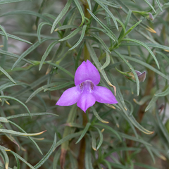 Eremophila gilesii