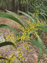 Acacia macradenia