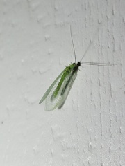 Chrysopa nigricornis