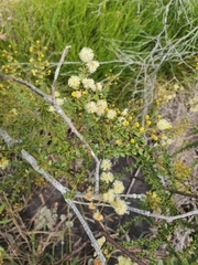 Acacia hubbardiana