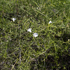 Eremophila polyclada