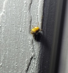 Clastoptera achatina