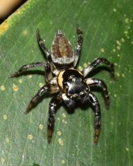 Kalcerrytus
