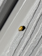 Clastoptera achatina