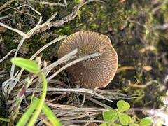 Inocybe castanea