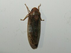 Ponana rubida