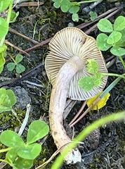 Inocybe castanea