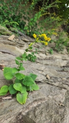 Solidago sphacelata