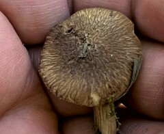 Inocybe castanea