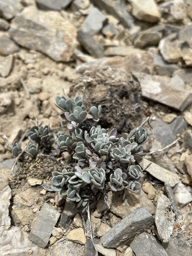 Image of Thompson's beardtongue by (c) Matt Berger, some rights reserved (CC BY)