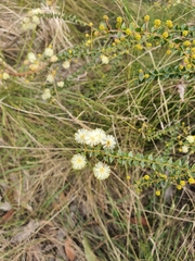 Acacia hubbardiana
