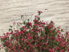 Nerium oleander