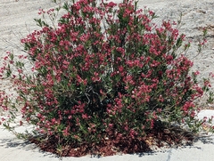 Nerium oleander