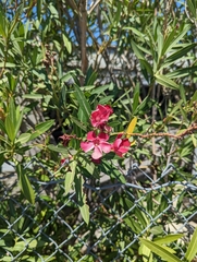 Nerium oleander
