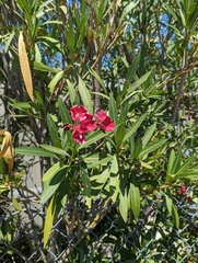 Nerium oleander