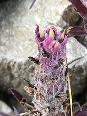 Castilleja raupii
