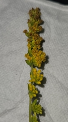 Solidago sphacelata