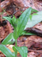 Habenaria quinqueseta