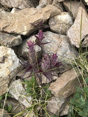 Castilleja raupii