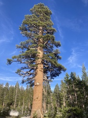 Pinus contorta murrayana