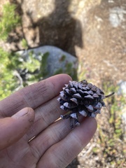 Pinus contorta murrayana