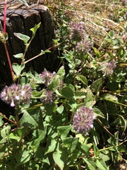 Clinopodium laxiflorum