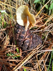 Baeospora