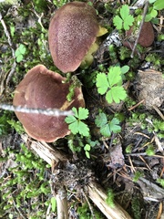 Aureoboletus mirabilis