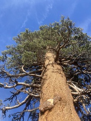 Pinus contorta murrayana