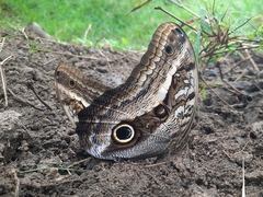 Caligo oileus scamander