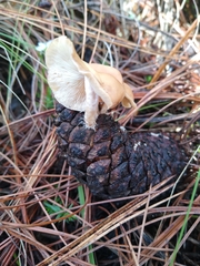 Baeospora