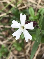 Silene repens