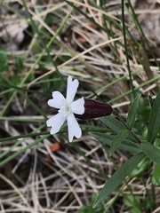 Silene repens