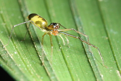 Lyssomaninae