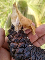 Baeospora