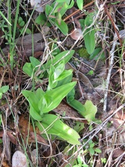 Habenaria quinqueseta