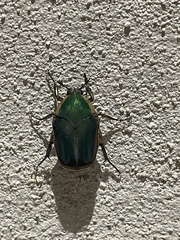 Cotinis nitida