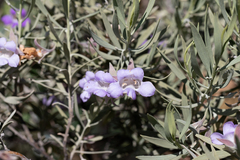 Eremophila bowmanii