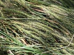 Elymus villosus