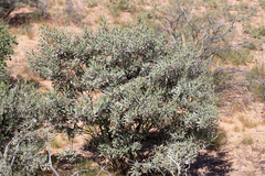 Eremophila bowmanii